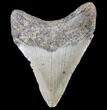 Bargain, Megalodon Tooth - North Carolina #80818-1